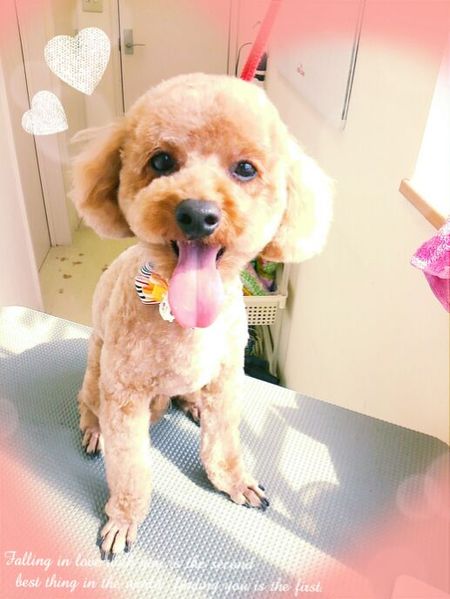 ６月２５日トリミング写真トーイ