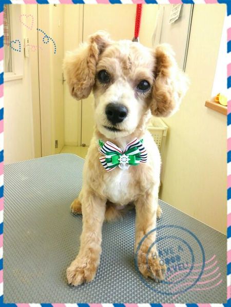 ６月２７日トリミング写真プー丸