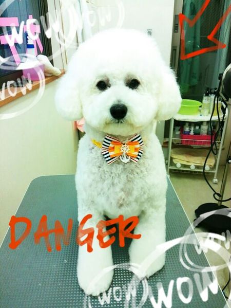 ６月２７日トリミング写真ピース