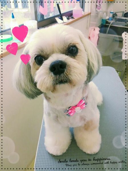 ６月２８日トリミング写真蓮