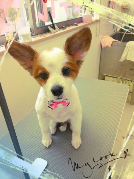 ６月２８日トリミング写真パール