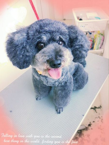 ６月２９日トリミング写真ナナ