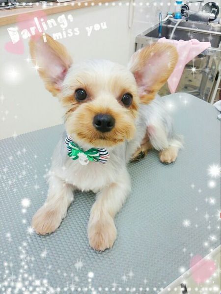 ６月２９日トリミング写真ボイ