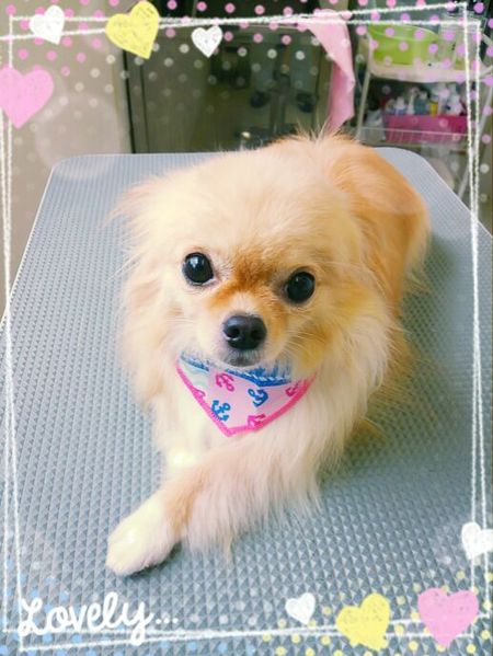 ７月１日トリミング写真ココア