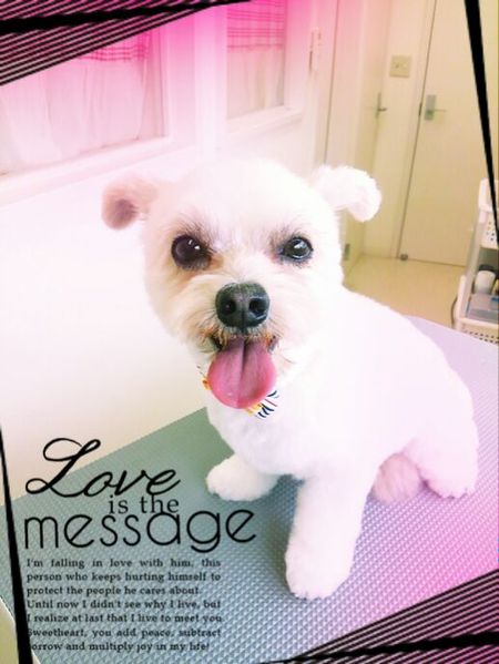 ７月１日トリミング写真たい