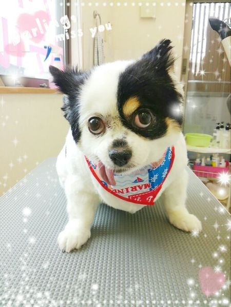 ７月２日トリミング写真ちょこら