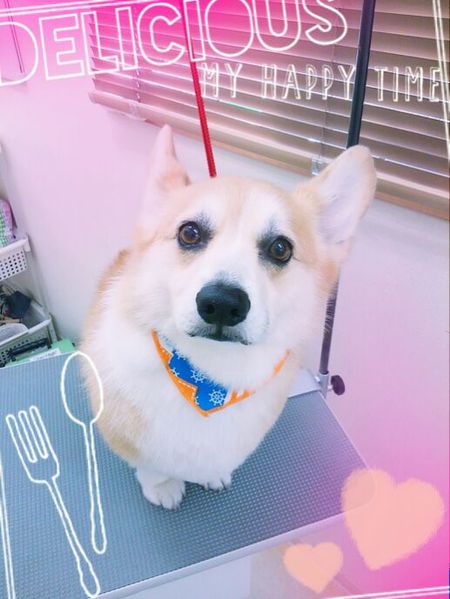 ７月２日トリミング写真ビジュー