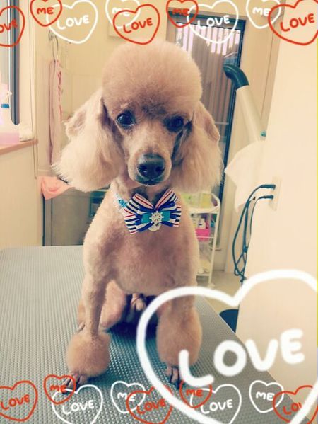 ７月４日トリミング写真クー