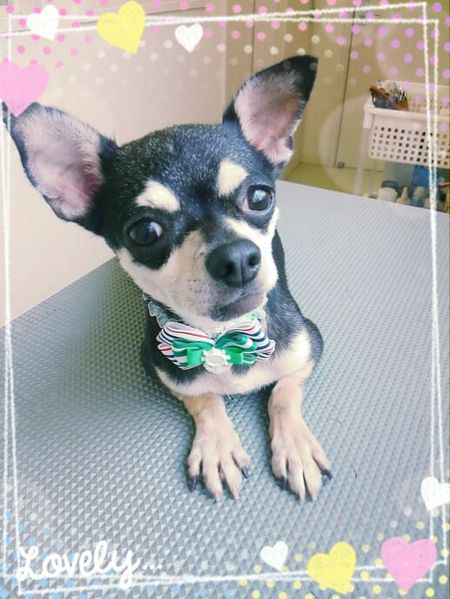 ７月４日トリミング写真あみ