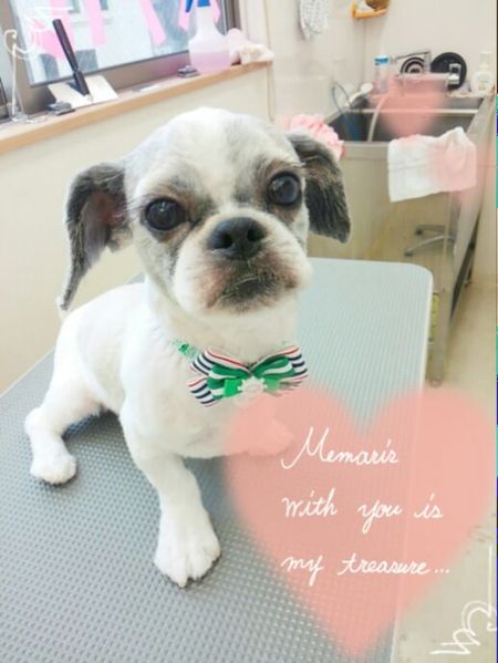 ７月５日トリミング写真コロスケ