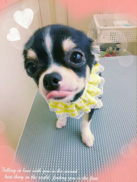 ７月５日トリミング写真小太郎