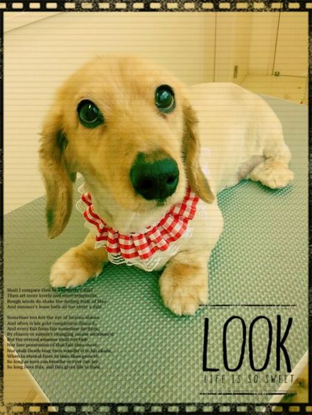 ７月５日トリミング写真ステラ