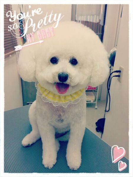 ７月６日トリミング写真ルル