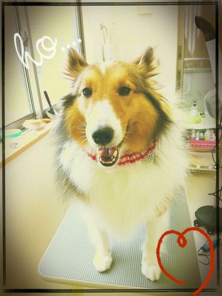 ７月８日トリミング写真モア