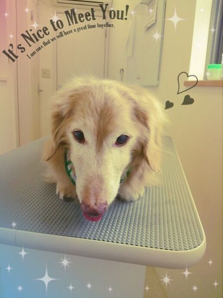 ７月８日トリミング写真こてつ