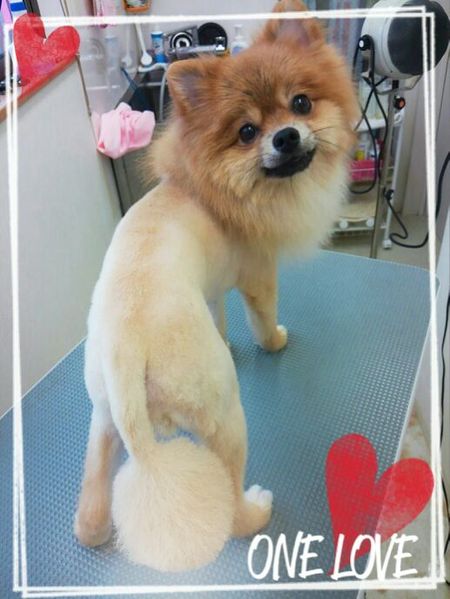 ７月９日トリミング写真ぶん太２