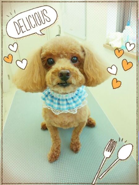 ７月９日トリミング写真チョコ