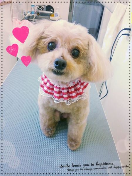 ７月１１日トリミング写真ポポロン