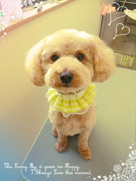 ７月１２日トリミング写真マロン