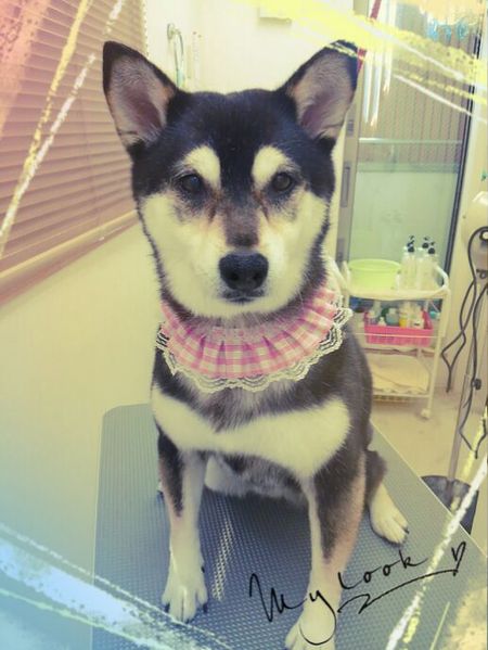 ７月１２日トリミング写真小夏