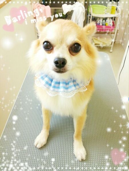 ７月１３日トリミング写真しょうた