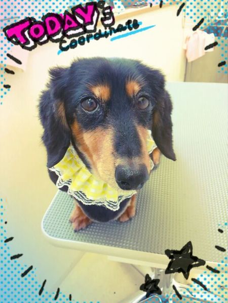 ７月１３日トリミング写真ライス