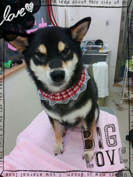 ７月１３日トリミング写真おあげ