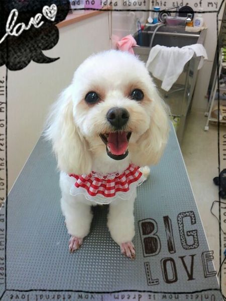 ７月１５日トリミング写真姫