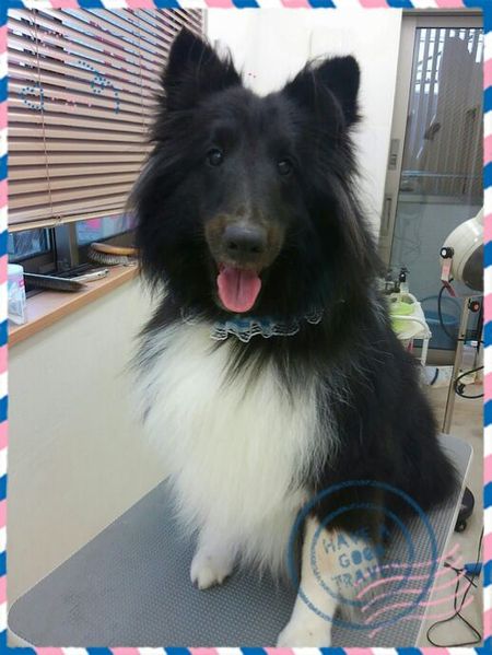 ７月１５日トリミング写真コーディー