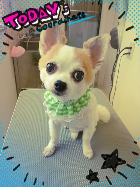 ７月１６日トリミング写真まめた