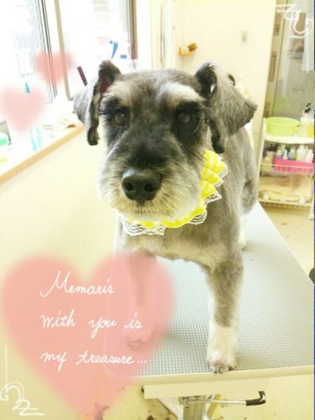 ７月１６日トリミング写真ホップ