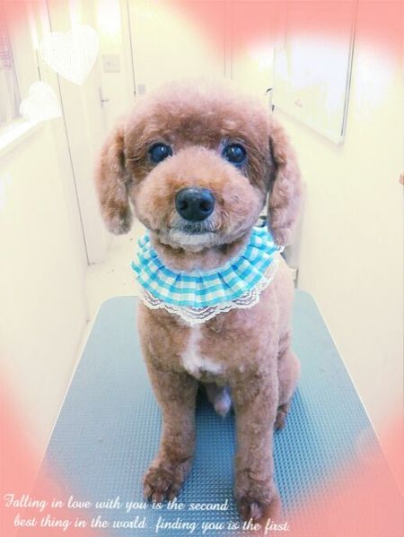 ７月１６日トリミング写真プピ