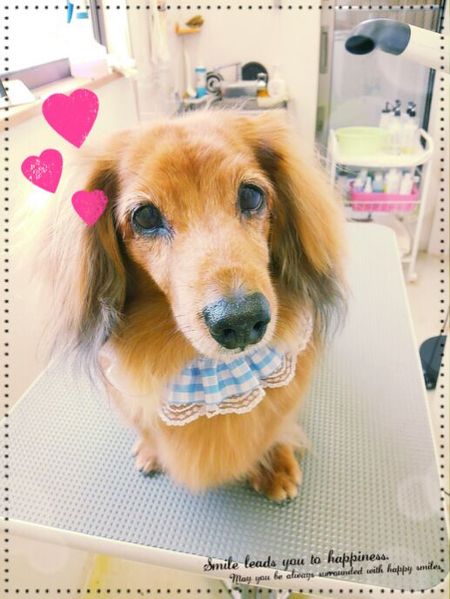 ７月１９日トリミング写真ミント