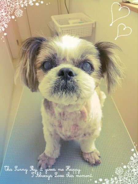 ７月１９日トリミング写真モモ