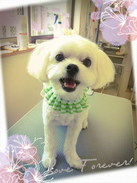 ７月２０日トリミング写真ポテト