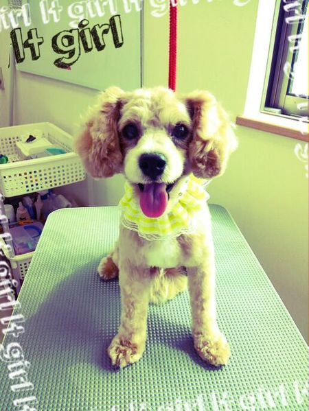 ７月２０日トリミング写真プー丸