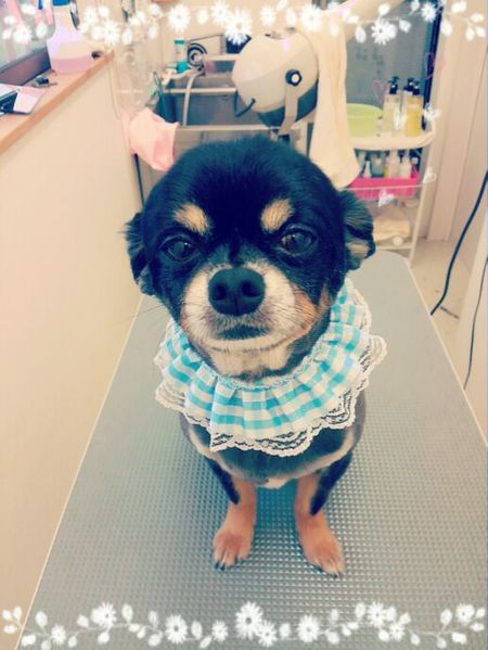 ７月２０日トリミング写真こたろう