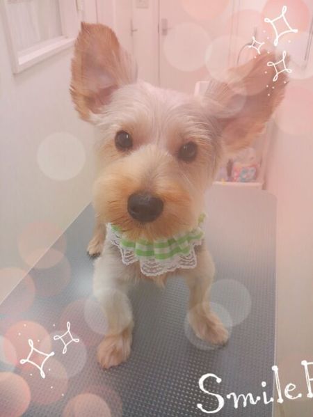 ７月２０日トリミング写真むぎ