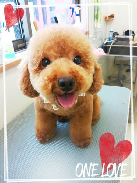 ７月２２日トリミング写真ぽん吉ちゃん