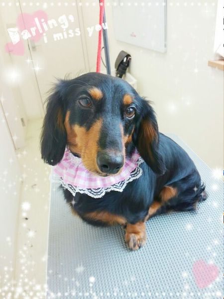 ７月２３日トリミング写真もえ