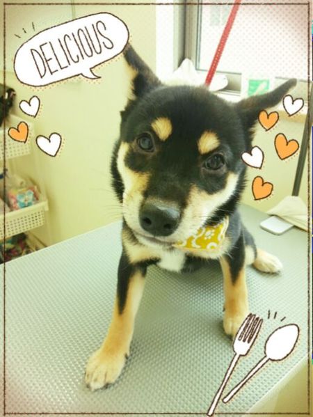 ７月２３日トリミング写真ハヤテ