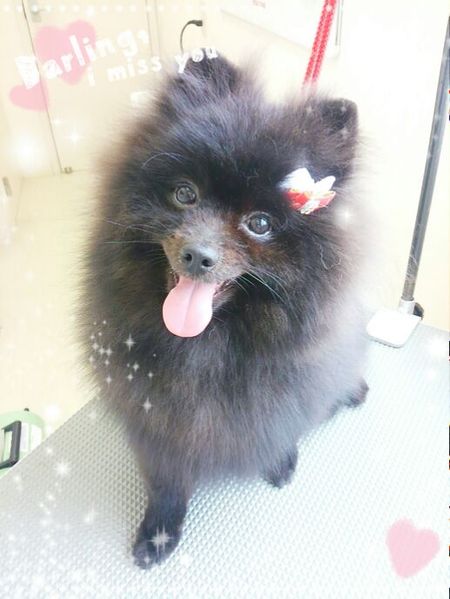 ７月２５日トリミング写真ゴア