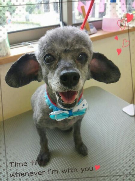 ７月２５日トリミング写真ゴン