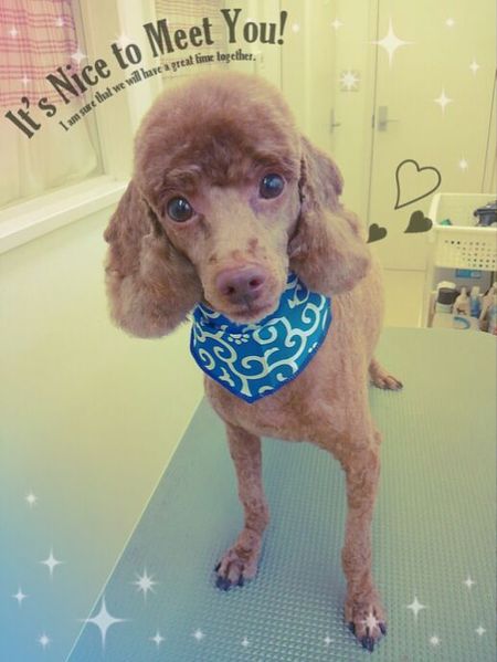 ７月２５日トリミング写真コロ