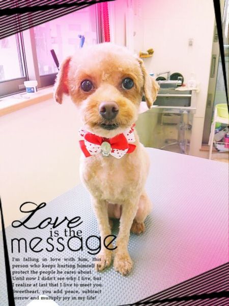 ７月２６日トリミング写真モコ