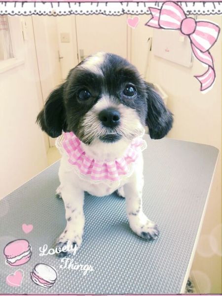 ７月２７日トリミング写真もも