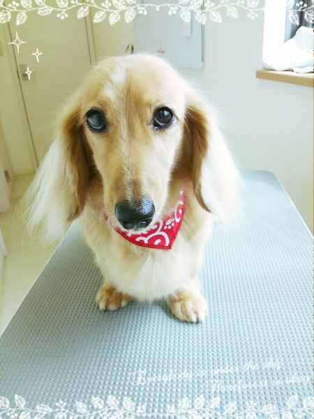 ７月２７日トリミング写真プリン