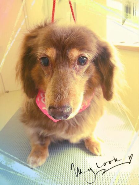 ７月２７日トリミング写真チョコラ