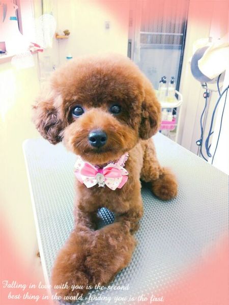 ７月２９日トリミング写真モコ