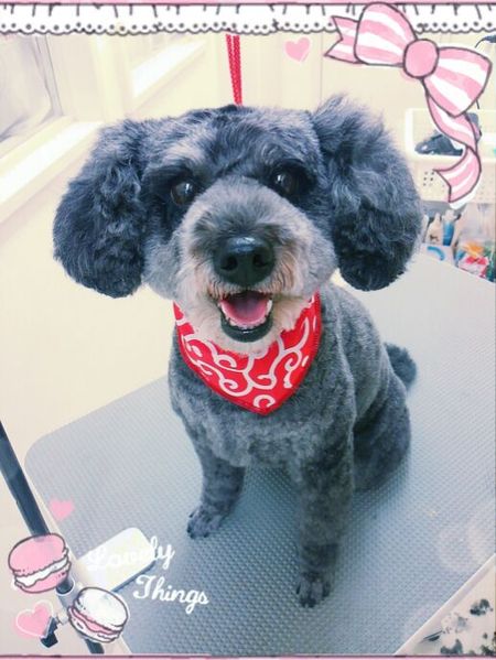 ７月２９日トリミング写真ナナのサムネイル画像